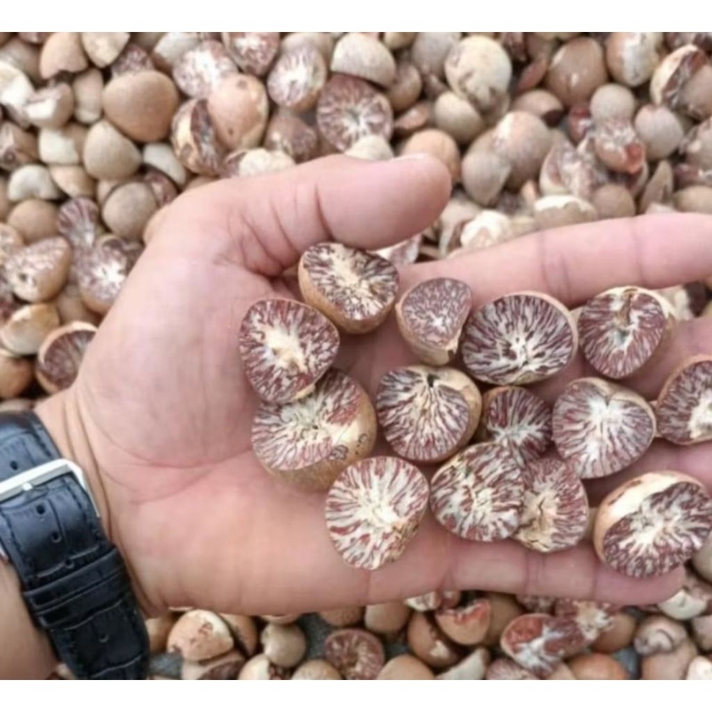 buah biji pinang kering belah dua berat 1 kg WN