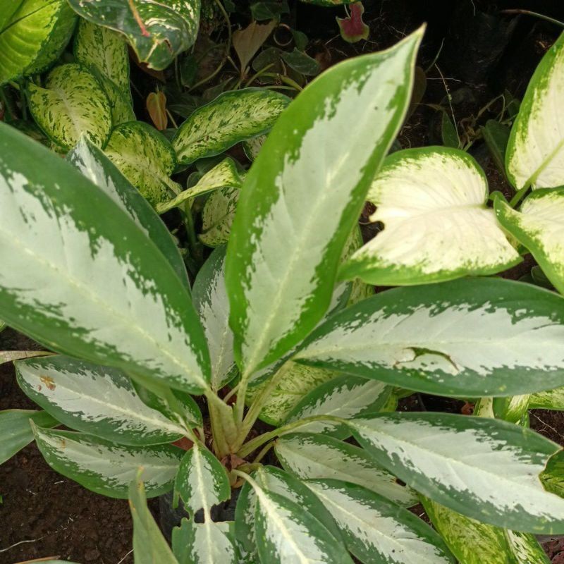 Promo Aglonema jubil