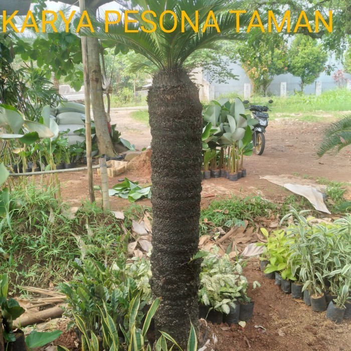 Termurah pohon sikas tinggi 2 meter