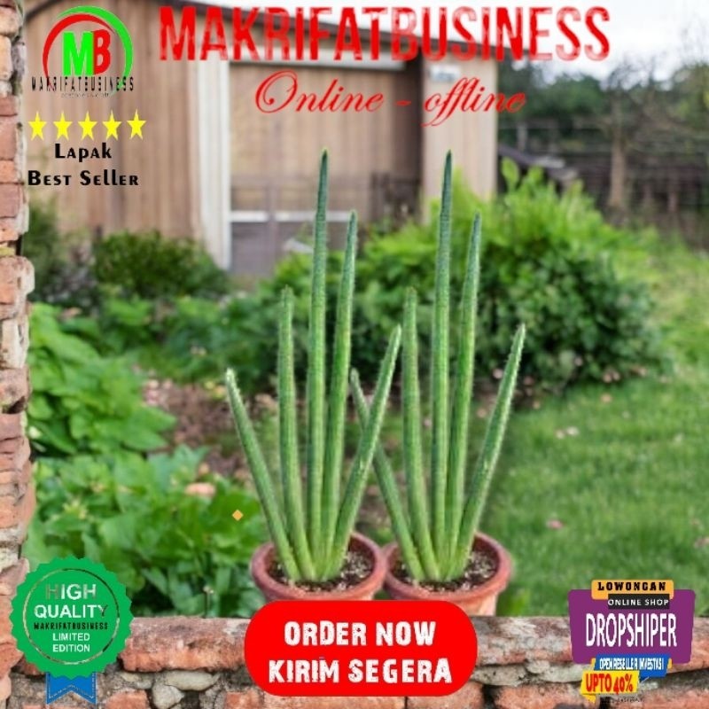 MAKRIFATBUSINESS Paket 1 Bonggol  2 - 3  Daun Lidah Mertua Sansevieria Sansivera CYLINDRICA BELUT Ta