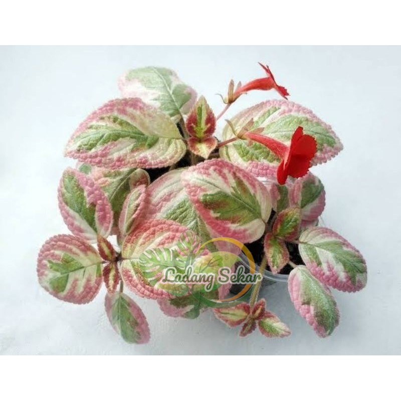 EPISCIA IMPORT CLEOPATRA Tanaman Hias Koleksian Episcia Cleopatra