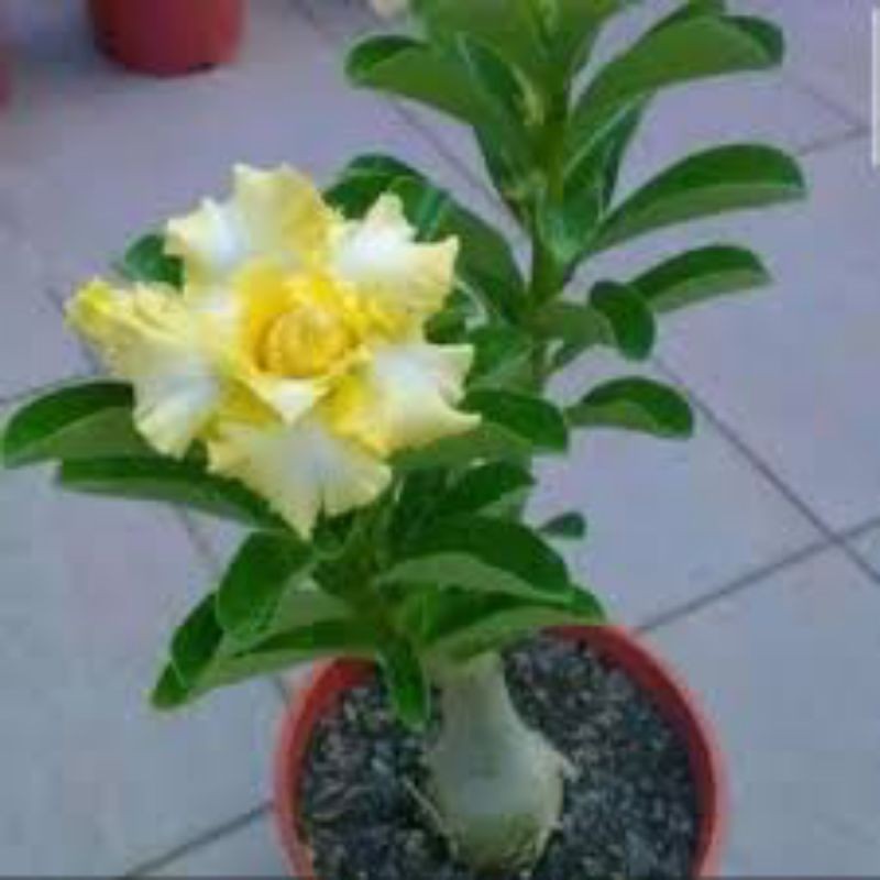 BUNGA TUMPUK ADENIUM KAMBOJA JEPANG BUNGA/ADENIUM KAMBOJA JEPANG BUNGA