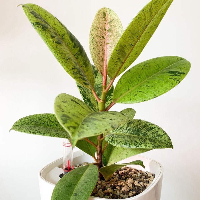 Tanaman Hias Ficus Elastica Shivereana - Tanaman Hias Ficus Monshin