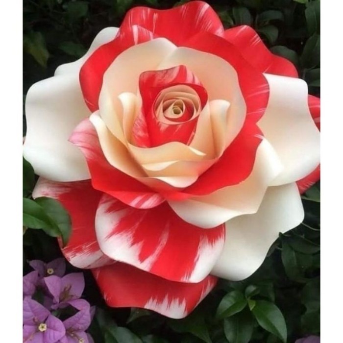 Tanaman Hias Bunga Mawar Baby Merah