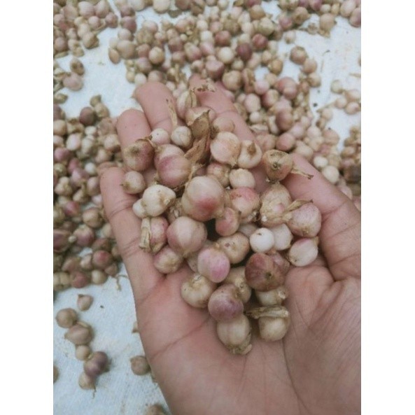 

kapulaga segar - kapulaga fress pilihan 100gram bisa cod ADN