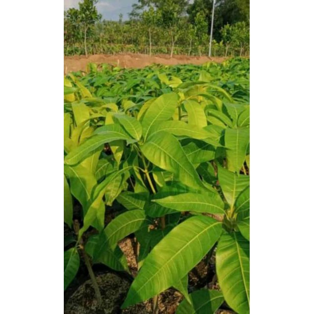 Bibit Mangga Mahatir Super