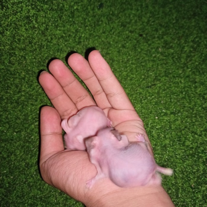 SALE -Hamster tanpa bulu hairless - jantan