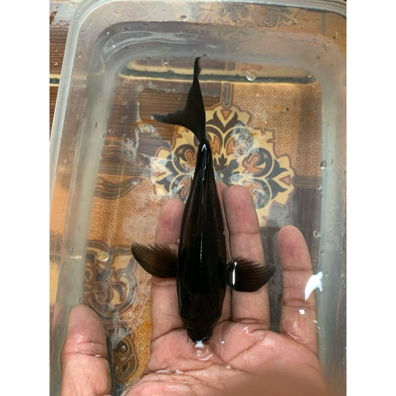 READY Karasu Slayer / Kumpay Karasu