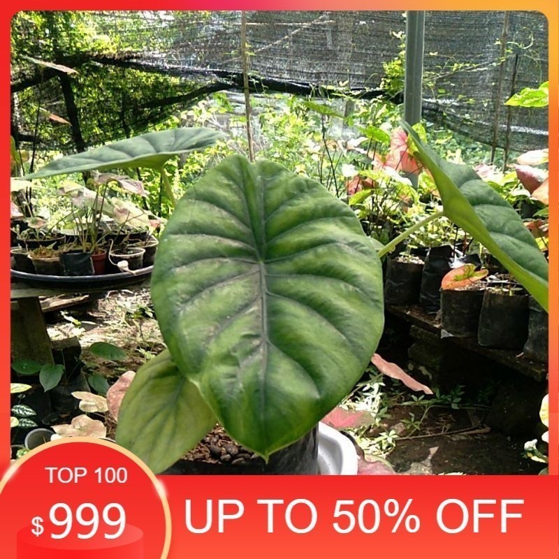 KOKOWA FLORA Bunga Alocasia Green Shield - Tanaman Hias Keladi Tengkorak Hijau
