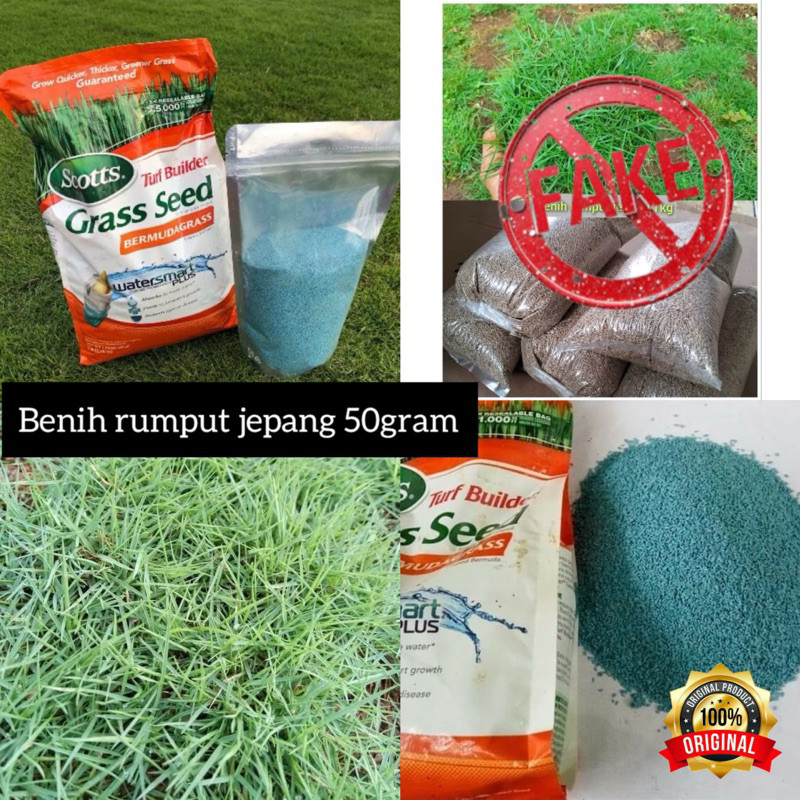 terbaru benih rumput jepang 50gram -bibit rumput jepang original