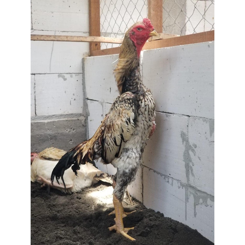 

FERTIL Telur ayam shamo jepang bangkok aduan fertil asli siap ditetaskan - ayam-shamo