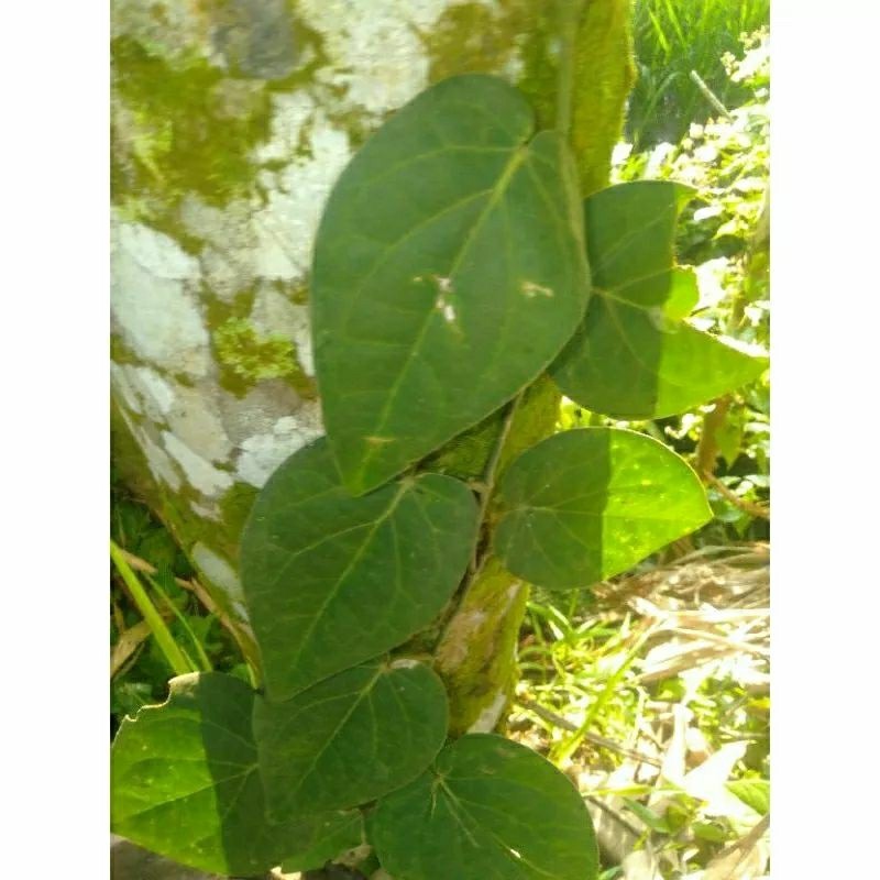 

Cod Daun Kemukus Segar Asli Pilihan Daun Kemukus