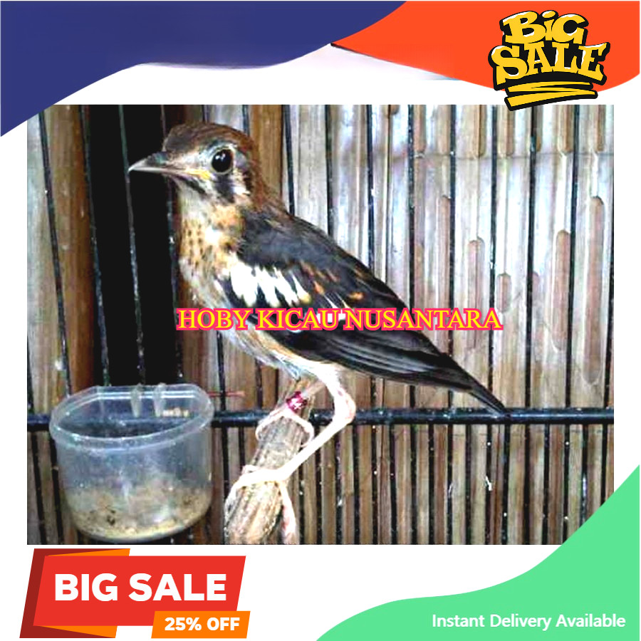 Anis Kembang Trotol Jantan Pilihan Prospek koang kicau