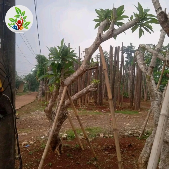 kamboja fosil tinggi 3 4 meter