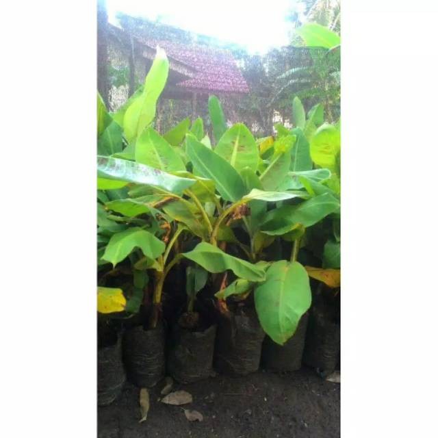 

Titip pisang kawisto pisang susu unggul, ukuran 25 cm Harga Terjangkau #Code : 125