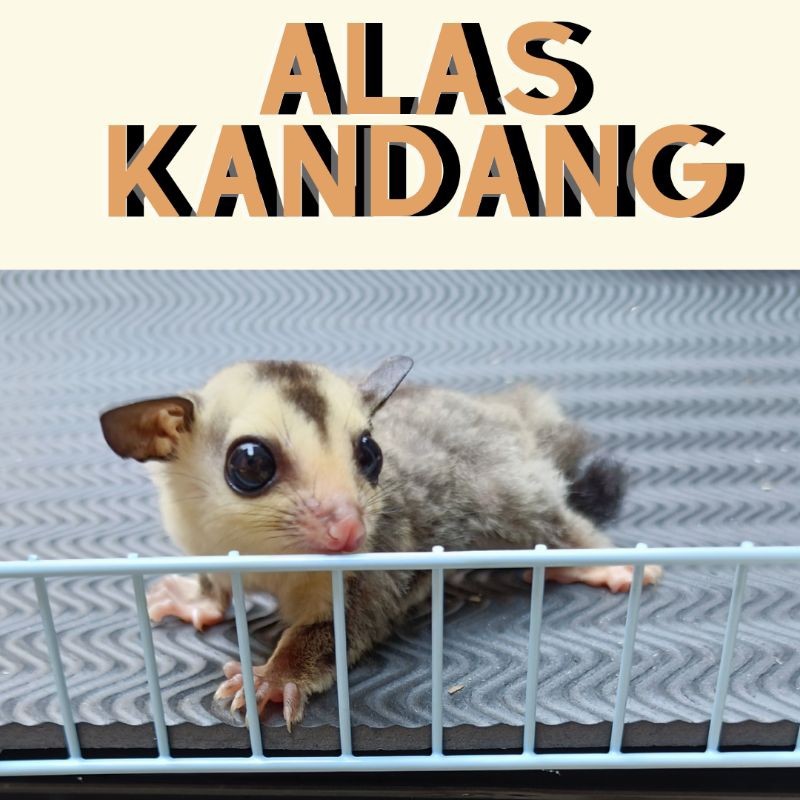 Alas Kandang Sugar Glider/Tatakan Kandang Sugar Glider Karet