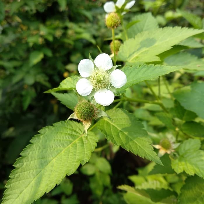 Bibit Tanaman Raspberry - Pohon Buah Raspberry - Buah Arbei