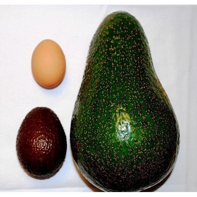 Bibit Alpukat Avozilla | Alpukat Import UNGGUL VALID JENIS