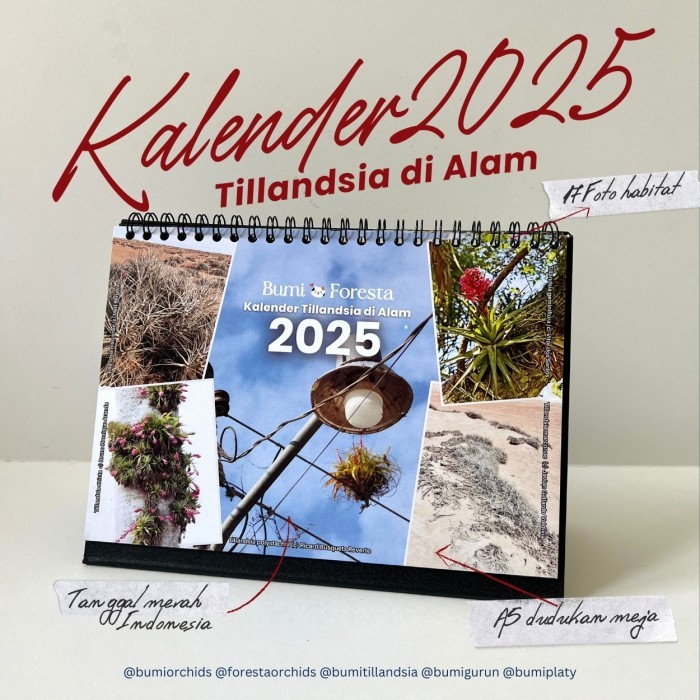 

Kalender Meja 2025 Tillandsia di Alam | Bumi Calendar Hadiah Tahun Baru Duduk