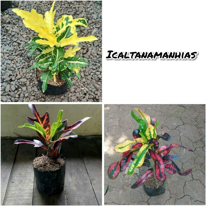 paket 3 jenis tanaman hias puring terang bulan-puring cakwe-puring Z