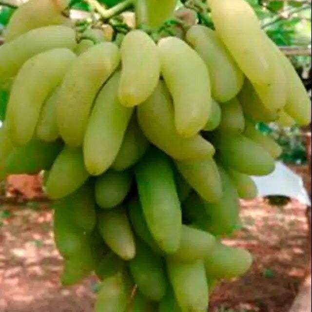 bibit anggur import banana