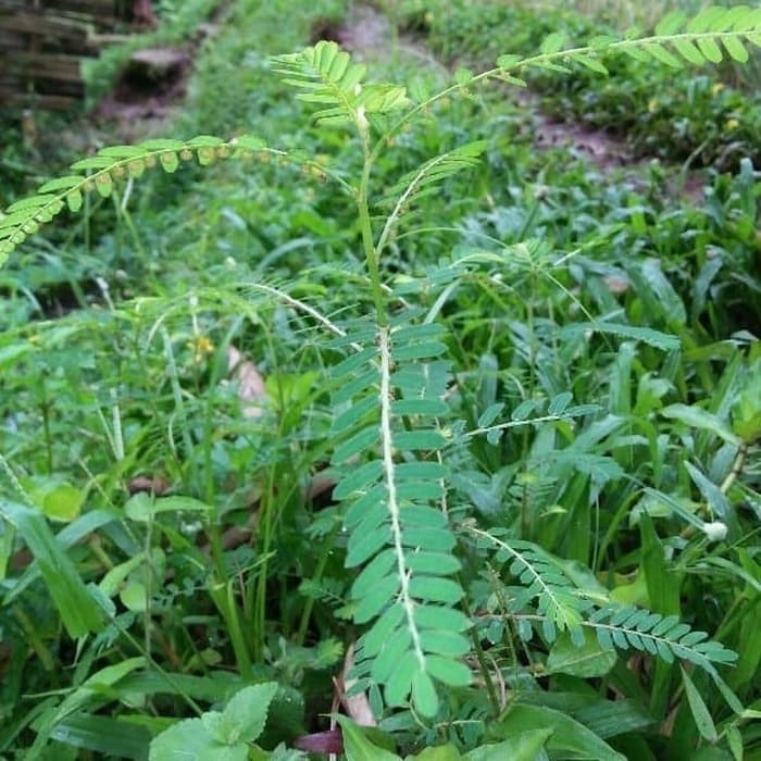

GoGreen.id Daun Meniran Segar 100gram