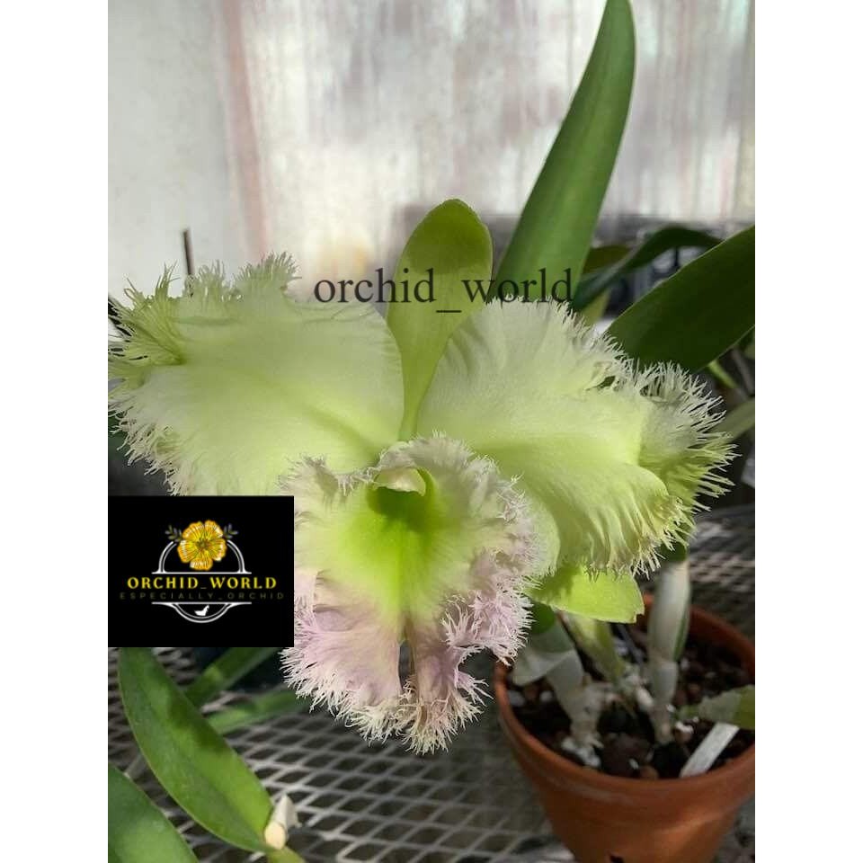 tanaman hias anggrek dendrobium hijau // anggrek dendrobium siap berbunga // anggrek berkualitas