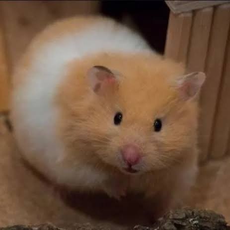 SALE -HAMSTER SYRIAN INDUKAN DEWASA SYRIA GIANT HAMSTER