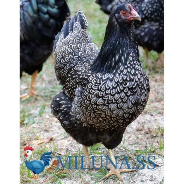 

FERTIL TELUR AYAM KUP KAMPUNG UNGGUL PE UNTUK DI TETASKAN