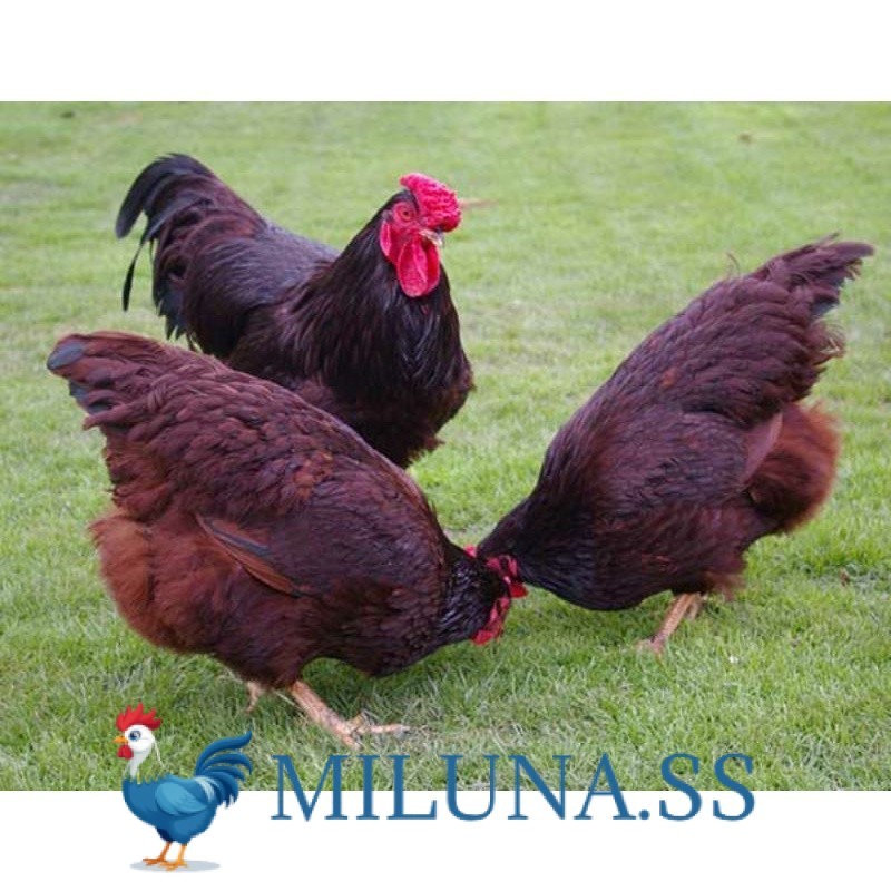 

FERTIL TELUR AYAM RIR / RHODE ISLAND RED PURE LINE UNTUK DI TETASKAN