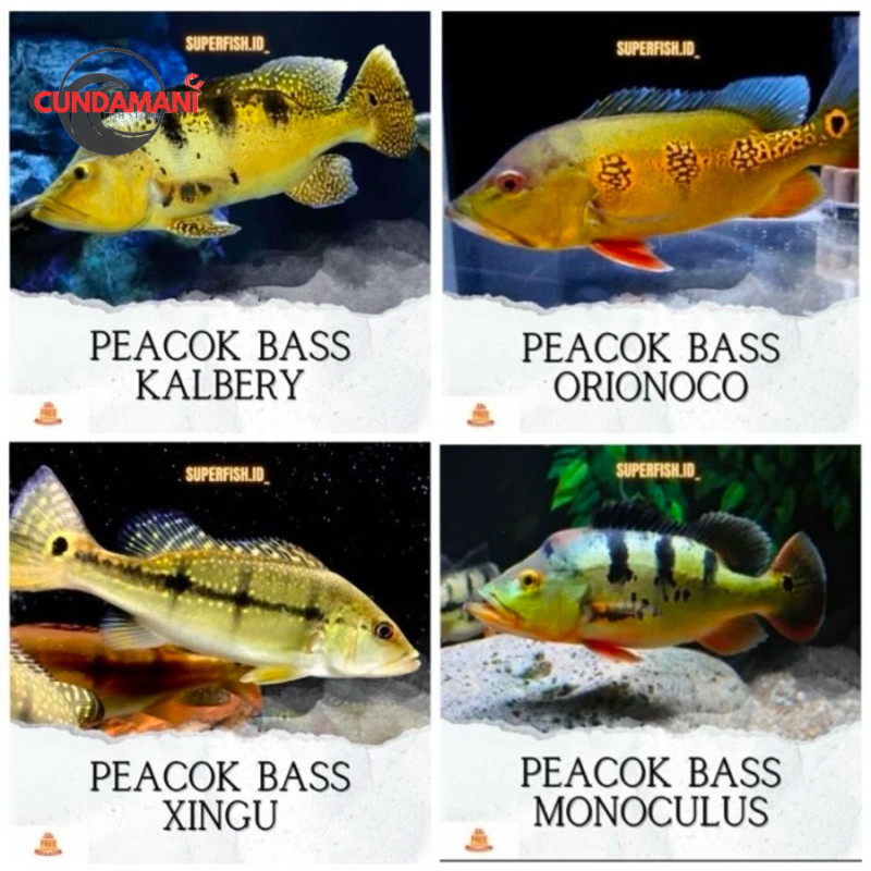 Super promo  Pbass Peacok Bas orinoco Jenis Size 4-6 cm pbas