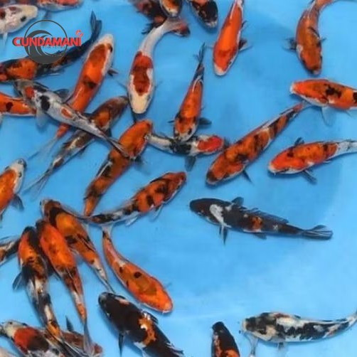 Ikan Koi Size 25-30cm grade bagus pilihan liasan kolam taman