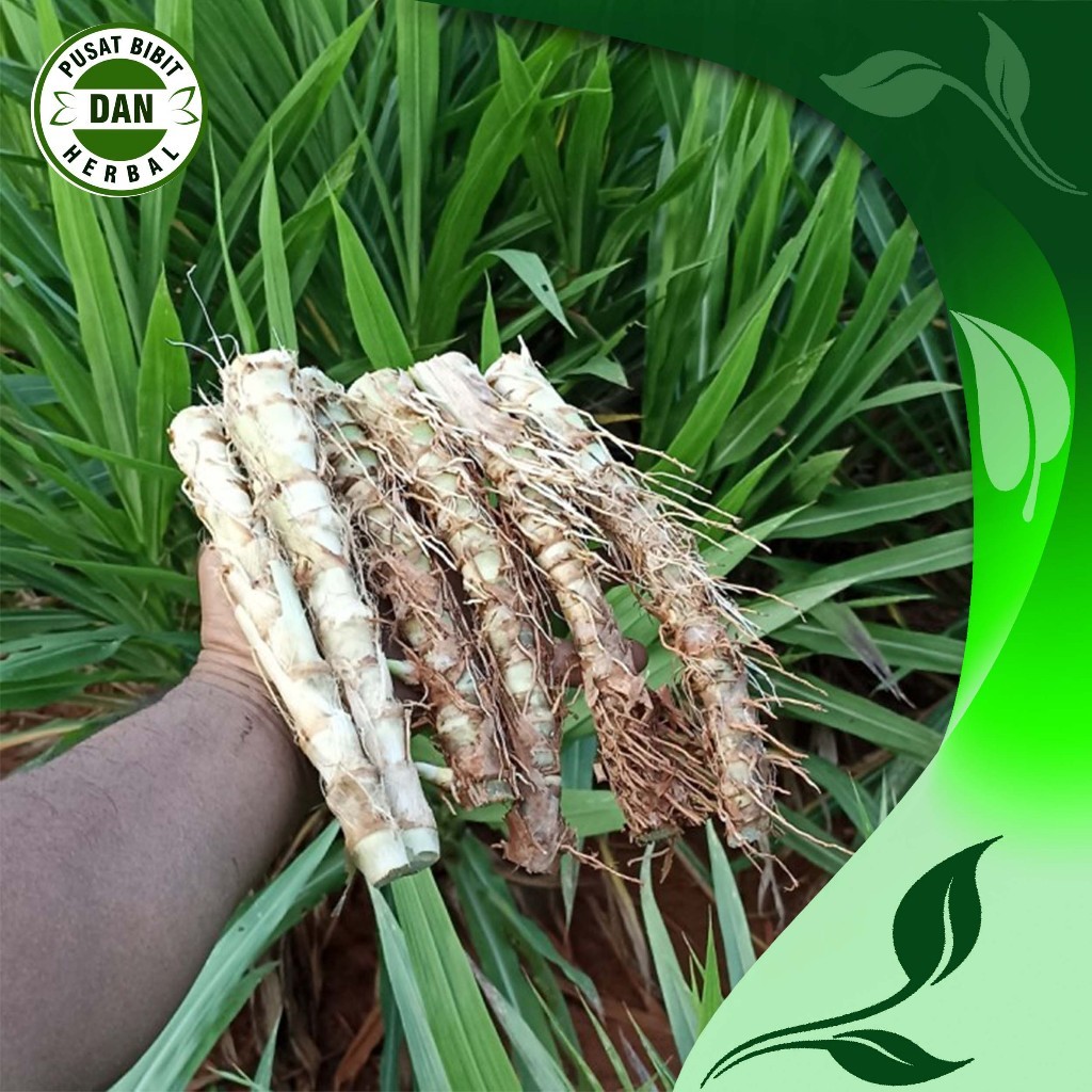 Bibit Rumput Odot Super 1 kg Murah Pakan Ternak Domba, Kambing