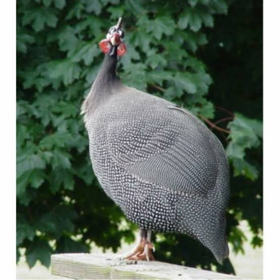 Fertil Telur ayam mutiara hias fertil siap ditetaskan - ayam mutiara