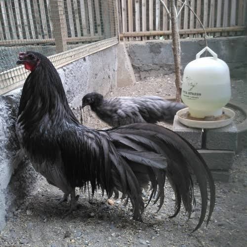 

Fertil Telur ayam black sumatera / telur ayam hias / telur fertil siap tetas
