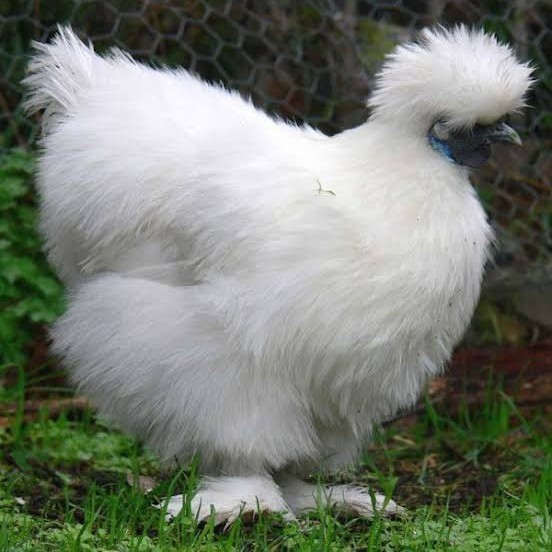 

Fertil Telur ayam kapas hias siap ditetaskan