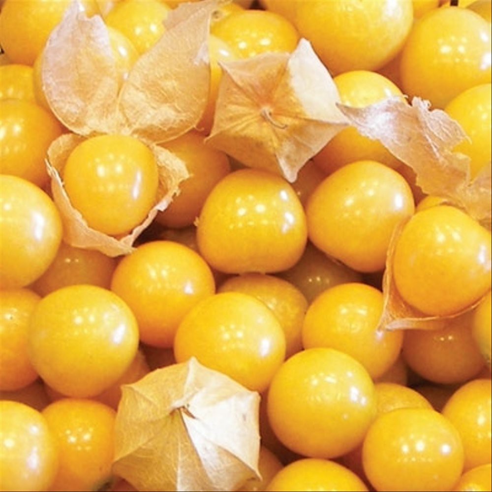 500 gram biji ciplukan golden berry cecendet