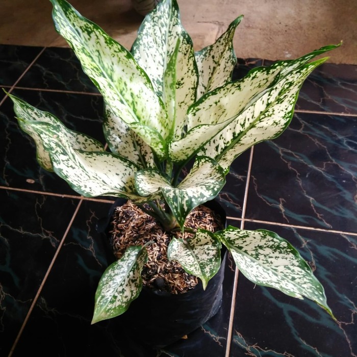Tanaman hias Aglonema snow white dewasa