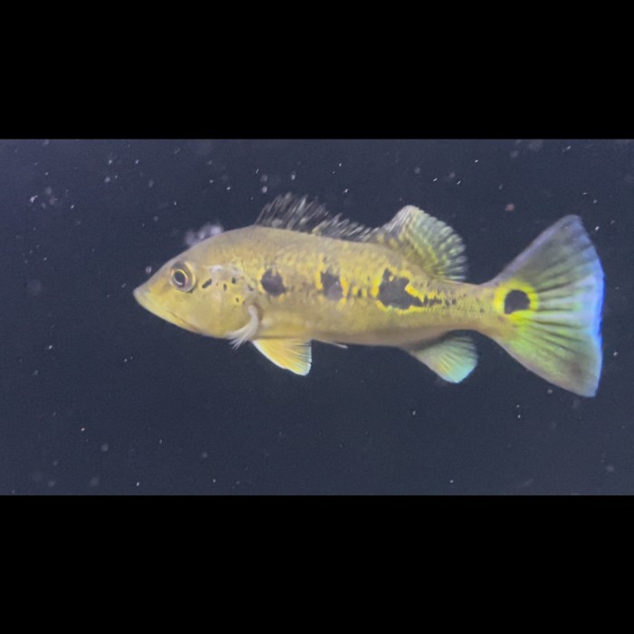 Peacockbass / pbass Orinoco pure 18cm