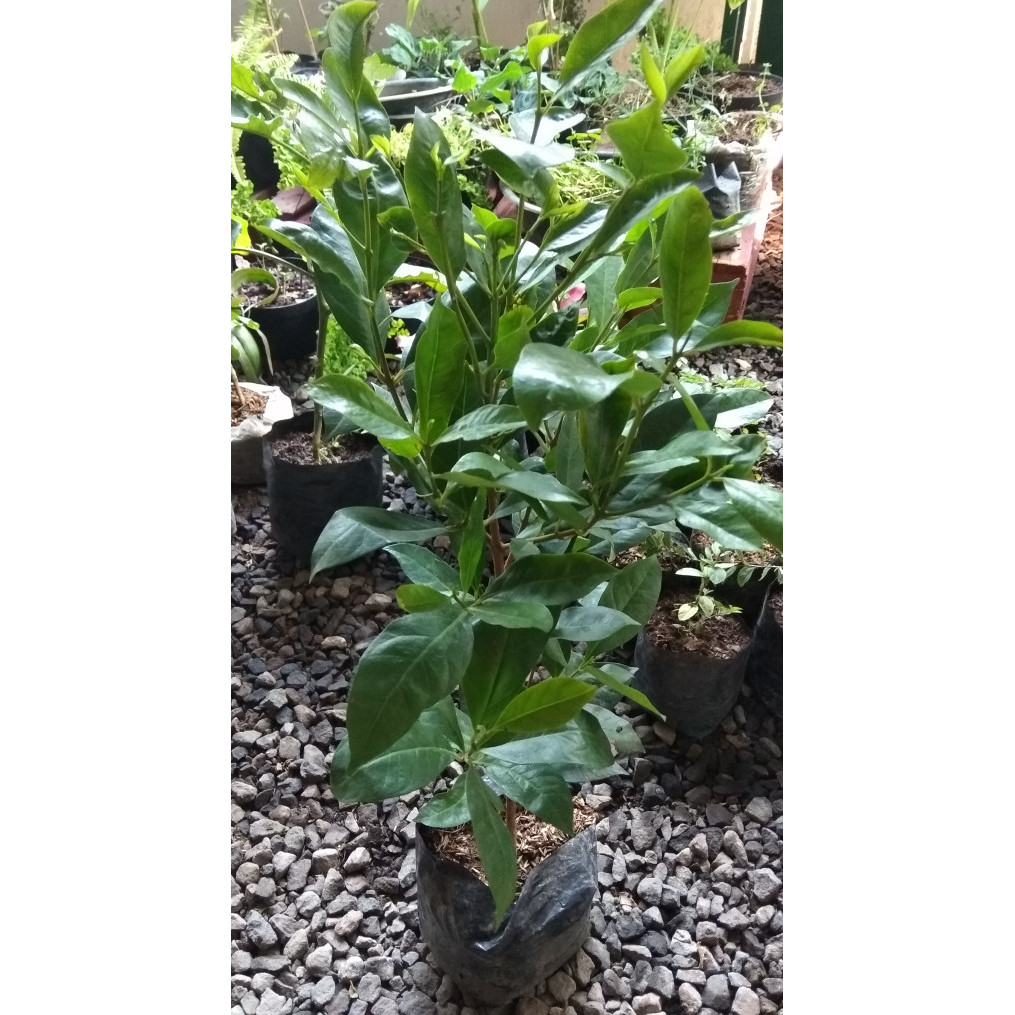 Pohon salam/tanaman daun salam/ bibit pohon salam