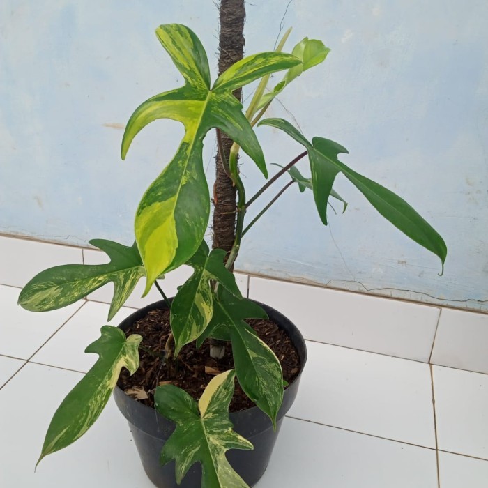 flobe variegata florida