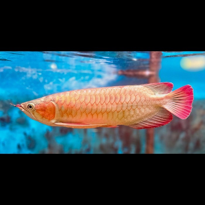 Ikan Arwana Super Red Full Sertifikat Chip