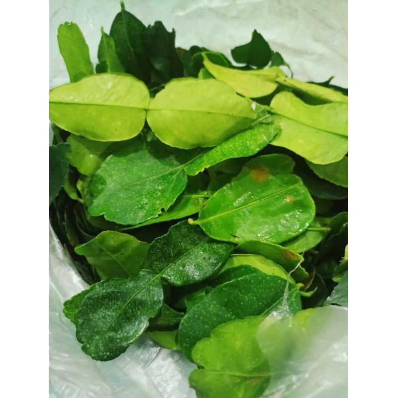 

Daun Jeruk purut fresh