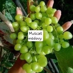 BIBIT ANGGUR IMPORT MUSCAT MEDOVY ASLI GRAFTING ANGGUR HIJAU JAMIN VALID