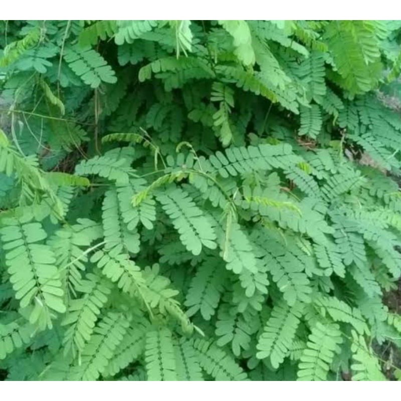 

Daun Saga Obat Herbal Alami - hijau terbaik
