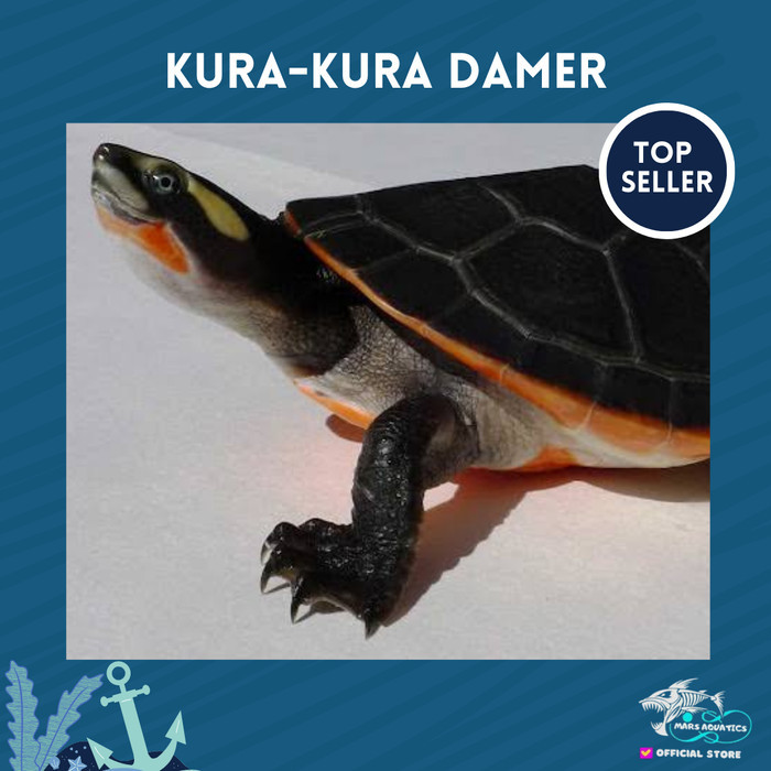 SALE -KURA KURA DAMER DADA MERAH