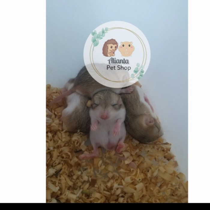 SALE -Gerbil Fat Tail - Jantan anakan