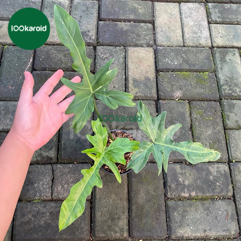 Tanaman Hias Philodendron Dragon Variegata / Philo Dragon Varigata