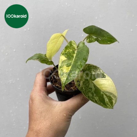 Tanaman Hias Philodendron Burlemarx Varigata / Burlemarx Variegata Murah