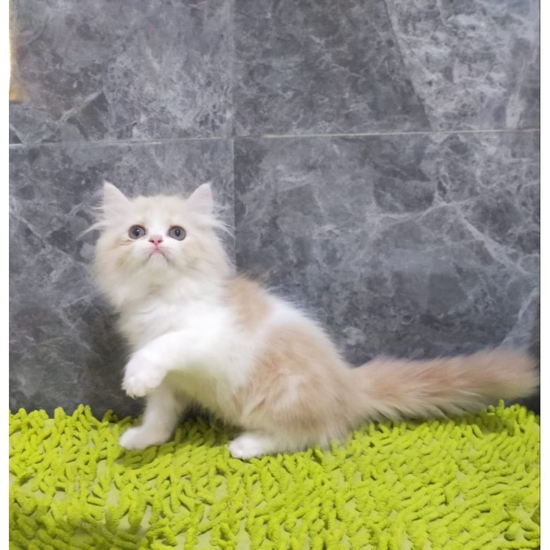 kucing flatnose Persia munckin krem putih